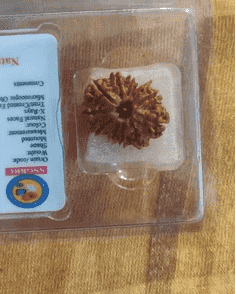 Original 12 Mukhi Rudraksha in a transparent packaging, perfect for spiritual practices. Buy original 12 Mukhi Rudraksha.