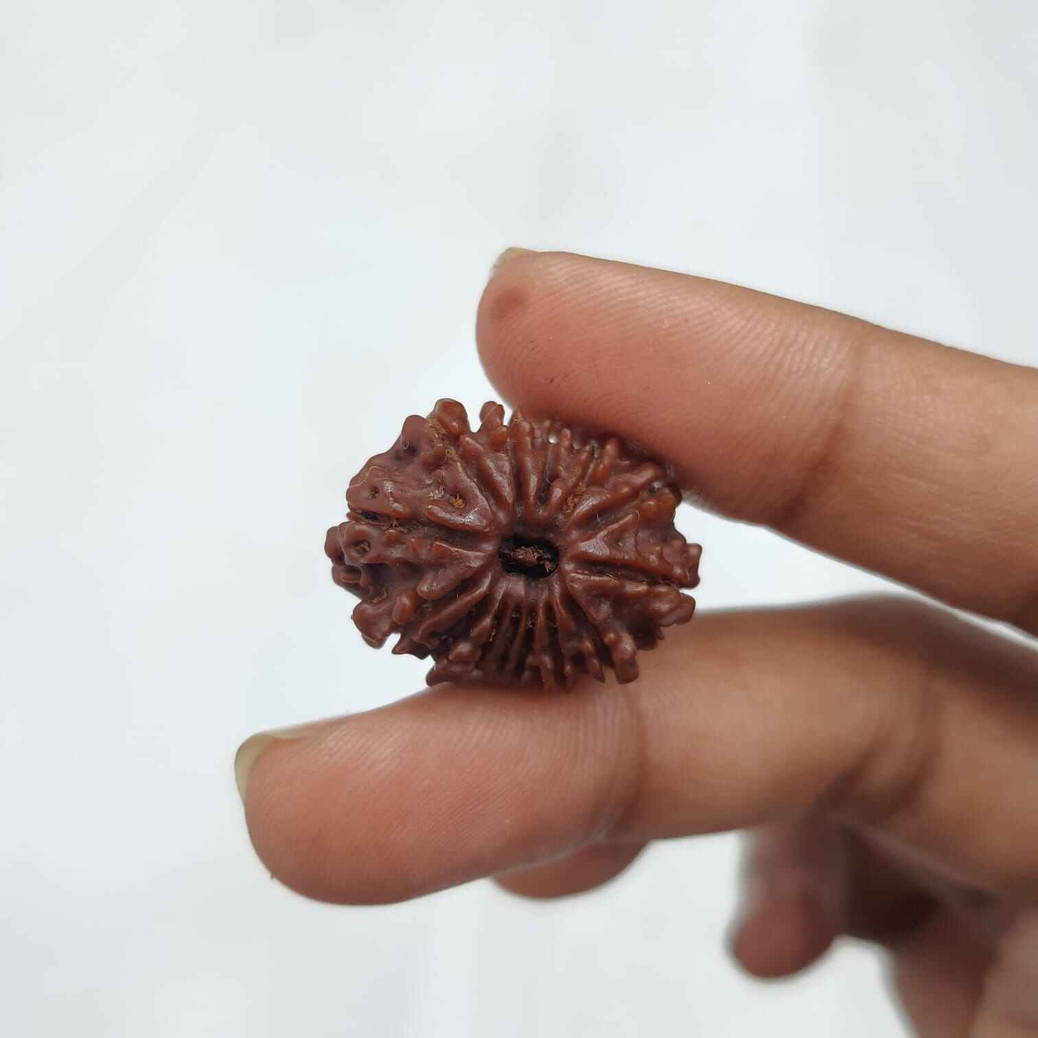 Hand holding original 14 Mukhi Rudraksha for spiritual growth, perfect to buy original 14 Mukhi Rudraksha.
