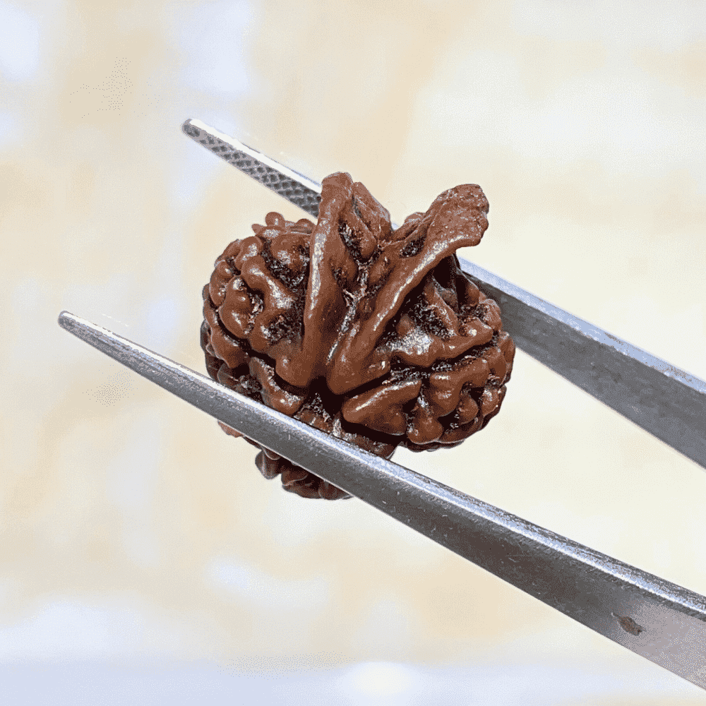 5 Mukhi Ganesh Rudraksha