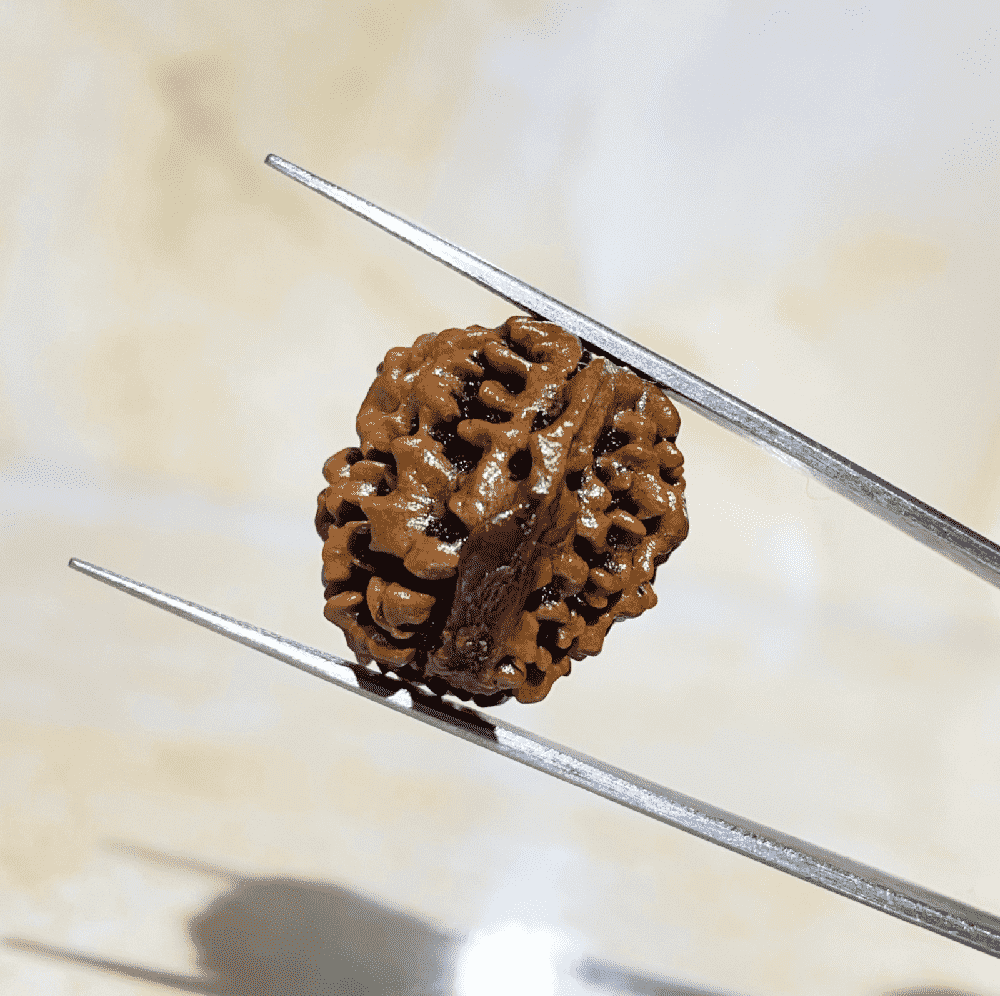 4 Mukhi Ganesh Rudraksha