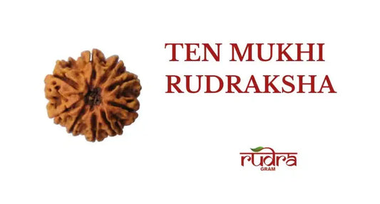 Close-up of a 10 Mukhi Rudraksha illustrating its unique texture and features along with the name