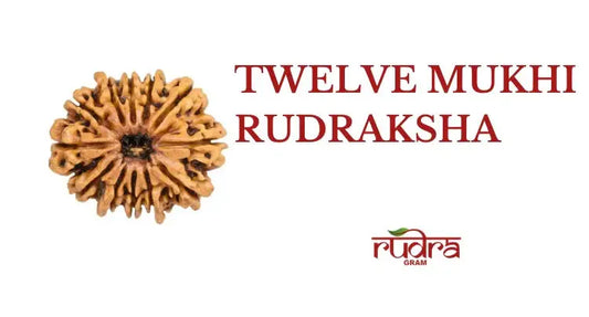 Close-up of a 12 Mukhi Rudraksha showcasing its unique texture and features emphasizing 12 Mukhi Rudraksha benefits