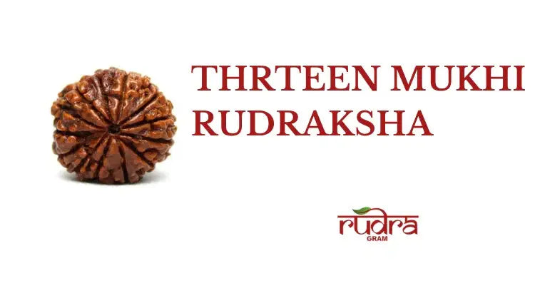 Thirteen Mukhi Rudraksha displaying its unique texture and outlines, highlighting its spiritual benefits