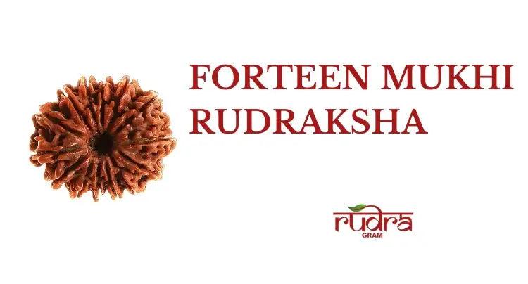 14 Mukhi Rudraksha benefits with a detailed view of a 14 Mukhi Rudraksha bead