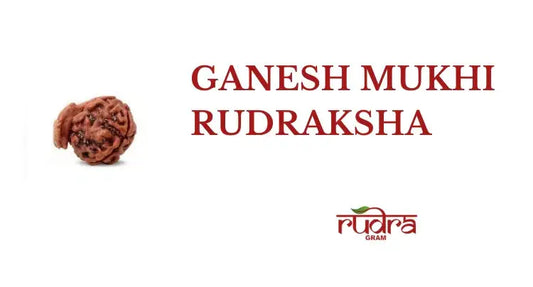 Close-up of a Ganesh Mukhi Rudraksha with text highlighting its benefits