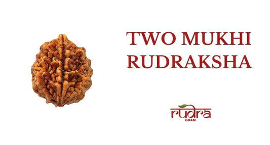 Close-up of Two Mukhi Rudraksha with Text Highlighting the benefits of two mukhi rudraksha