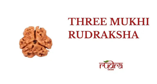 Close-up of a three Mukhi Rudraksha highlighting its texture and significance in spirituality and healing