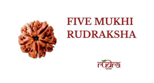Five Mukhi Rudraksha with highlight on its significance and 5 Mukhi Rudraksha benefits