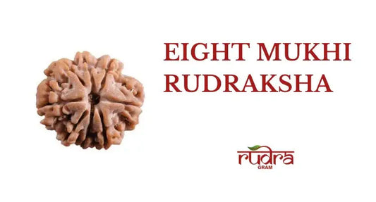 Original 8 Mukhi Rudraksha online with detailed texture and clear visibility of the bead