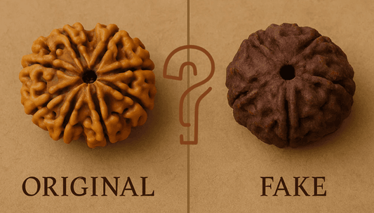 How to Identify Original Rudraksha – Complete Guide
