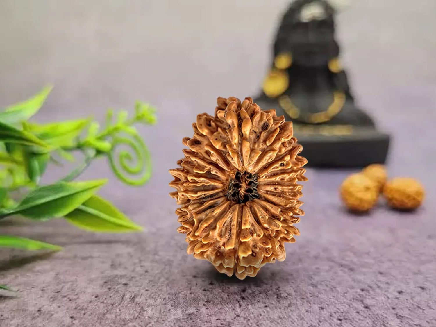 Exclusive collection of natural Nepali Rudraksha beads, showcasing their unique designs and sacred significance