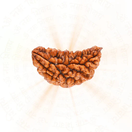 ೧ ಮುಖಿ ರುದ್ರಾಕ್ಷಿ