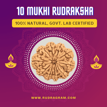 10 Mukhi Rudraksha bead, 100% natural and government lab certified for spiritual use