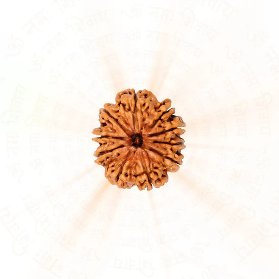 10 Mukhi Rudraksha - 100% Natural, Govt. Lab Certified