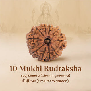 10 Mukhi Rudraksha with a blurred figure in the background on a beige background