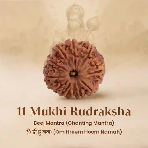 11 Mukhi Rudraksha Nepal Origin