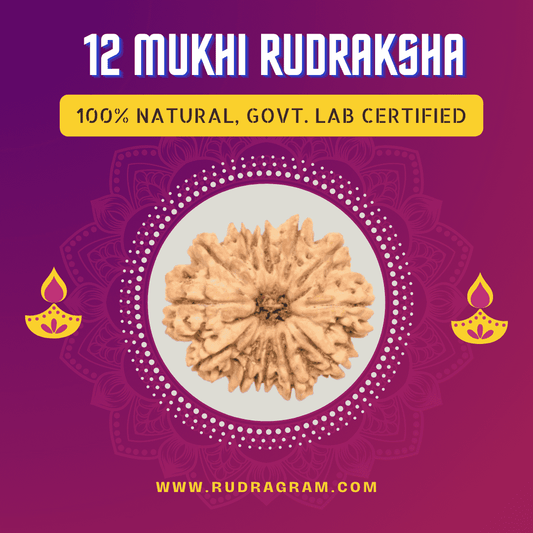 12 Mukhi nepali Rudraksha