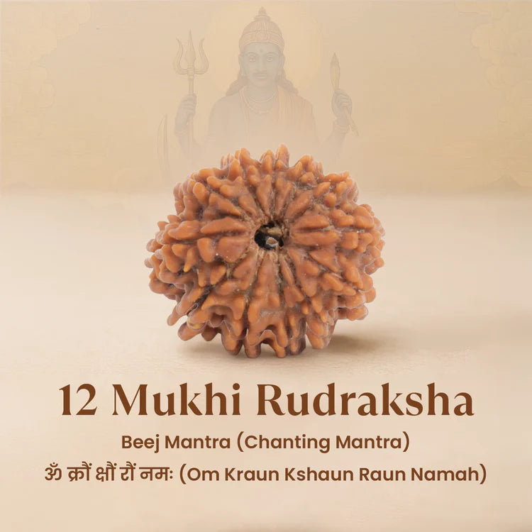Nepal Origin 12 Mukhi Rudraksha - 17mm to 22mm