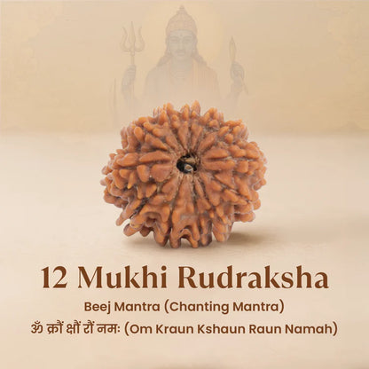 Nepal Origin 12 Mukhi Rudraksha - 17mm to 22mm