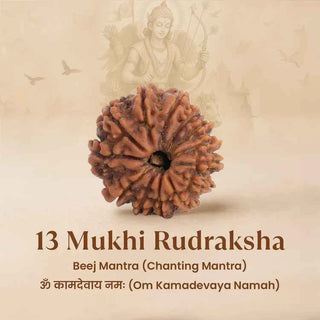 Nepal Origin 13 Mukhi Rudraksha - 17mm to 22mm