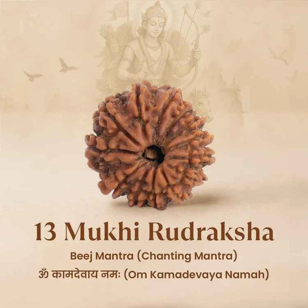 Nepal Origin 13 Mukhi Rudraksha - 17mm to 22mm