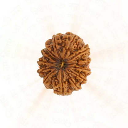 13 Mukhi Rudraksha | 100% Natural & Certified