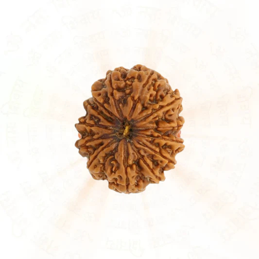 13 Mukhi Rudraksha | 100% Natural & Certified