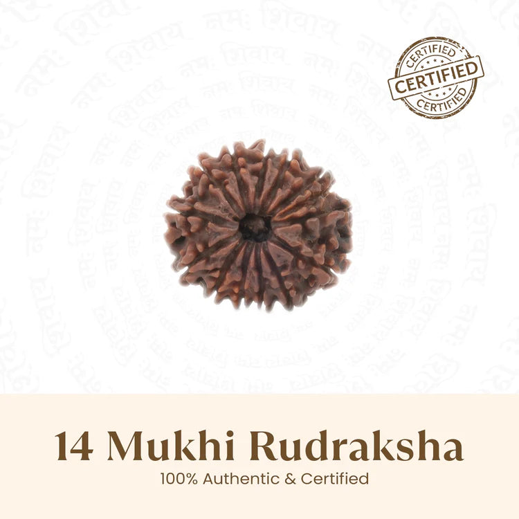 Buy Original 14 Mukhi Rudraksha from RudraGram