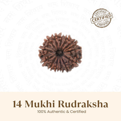 Buy Original 14 Mukhi Rudraksha from RudraGram