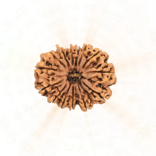 14 Mukhi Rudraksha | 100% Natural & Certified
