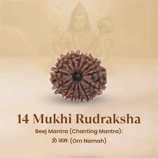 Nepal Origin 14 Mukhi Rudraksha - 17mm to 22mm