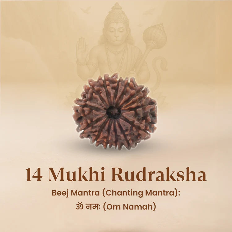 Buy Original 14 Mukhi Rudraksha from RudraGram