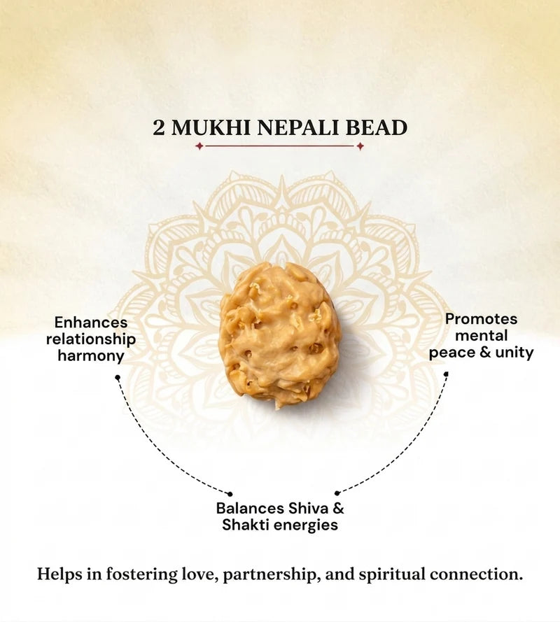 Nepal Origin 2 Mukhi Rudraksha – 100% Natural & Certified