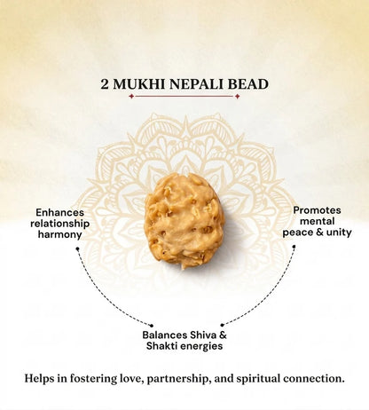 Nepal Origin 2 Mukhi Rudraksha – 100% Natural & Certified