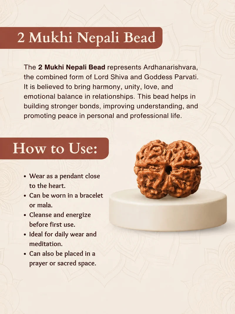 Nepal Origin 2 Mukhi Rudraksha – 100% Natural & Certified