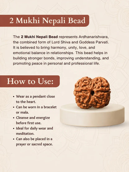 Nepal Origin 2 Mukhi Rudraksha – 100% Natural & Certified