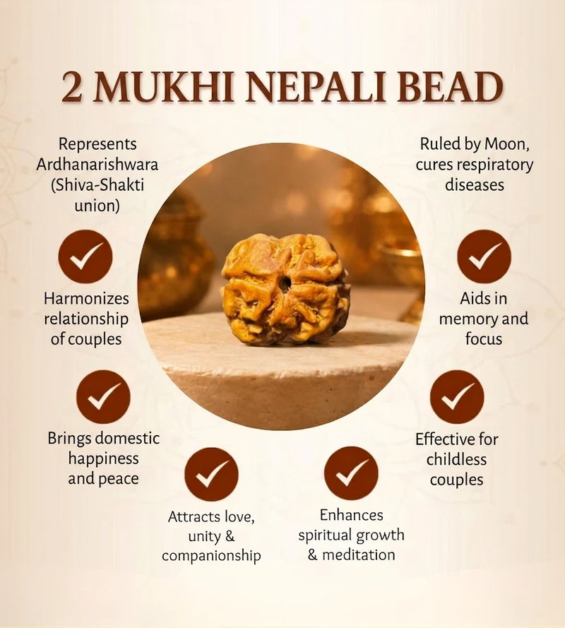 Nepal Origin 2 Mukhi Rudraksha – 100% Natural & Certified