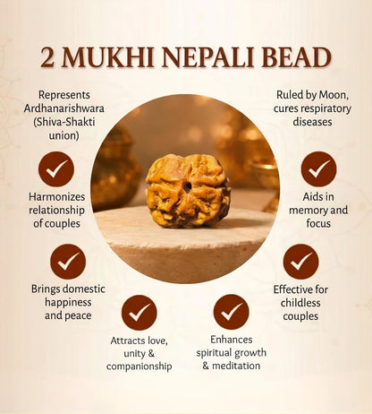 Nepal Origin 2 Mukhi Rudraksha – 100% Natural & Certified