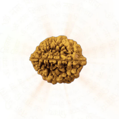 2 Mukhi Rudraksha - 100% Natural & Certified