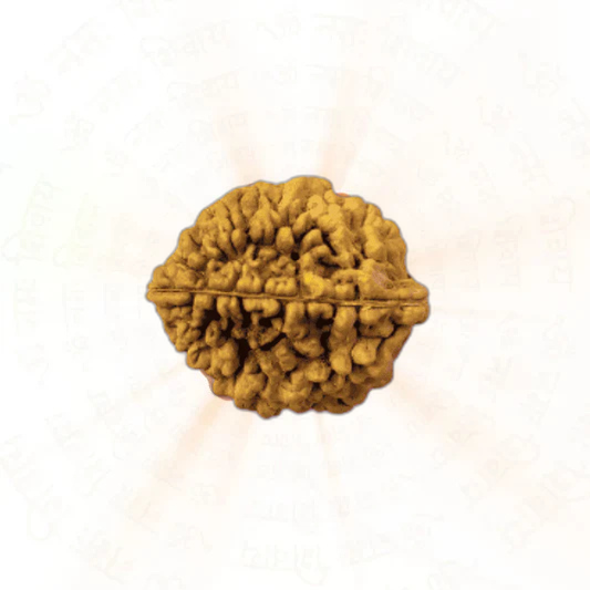2 Mukhi Rudraksha - 100% Natural & Certified