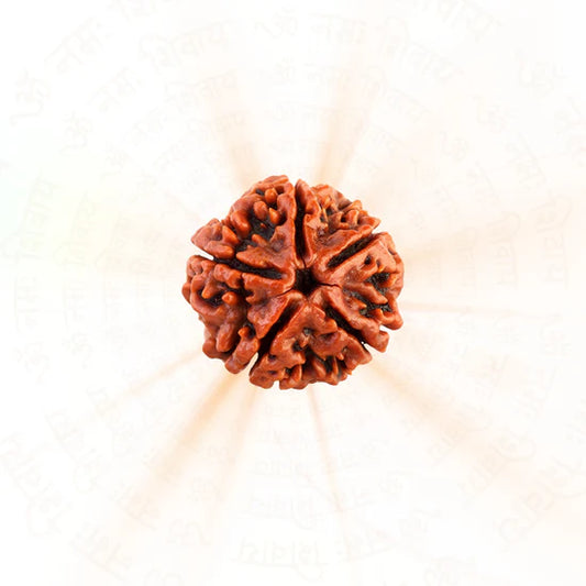 5 ಮುಖಿ ರುದ್ರಾಕ್ಷಿ