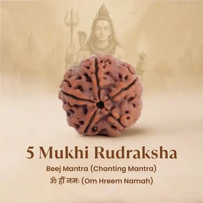 Nepal Origin 5 Mukhi Rudraksha - 17mm to 22mm