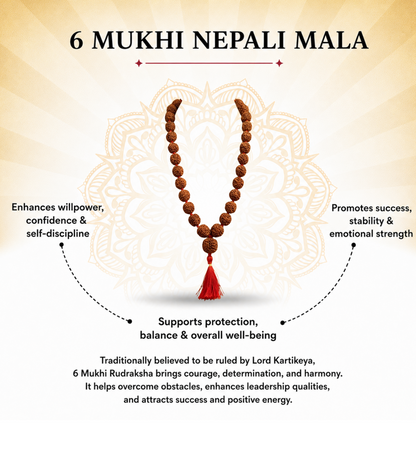 6 Mukhi Nepali Rudraksha Mala 54 Beads for Focus & Power