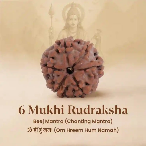Nepal Origin 6 Mukhi Rudraksha – natural six-faced bead | RudraGram
