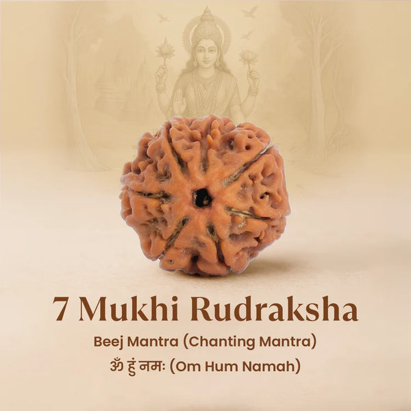 7 Mukhi Rudraksha with a blurred figure in the background on a beige background