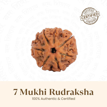 Nepal Origin 7 Mukhi Rudraksha - 17mm to 22mm