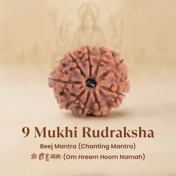 Nine Mukhi Rudraksha with text on a beige background