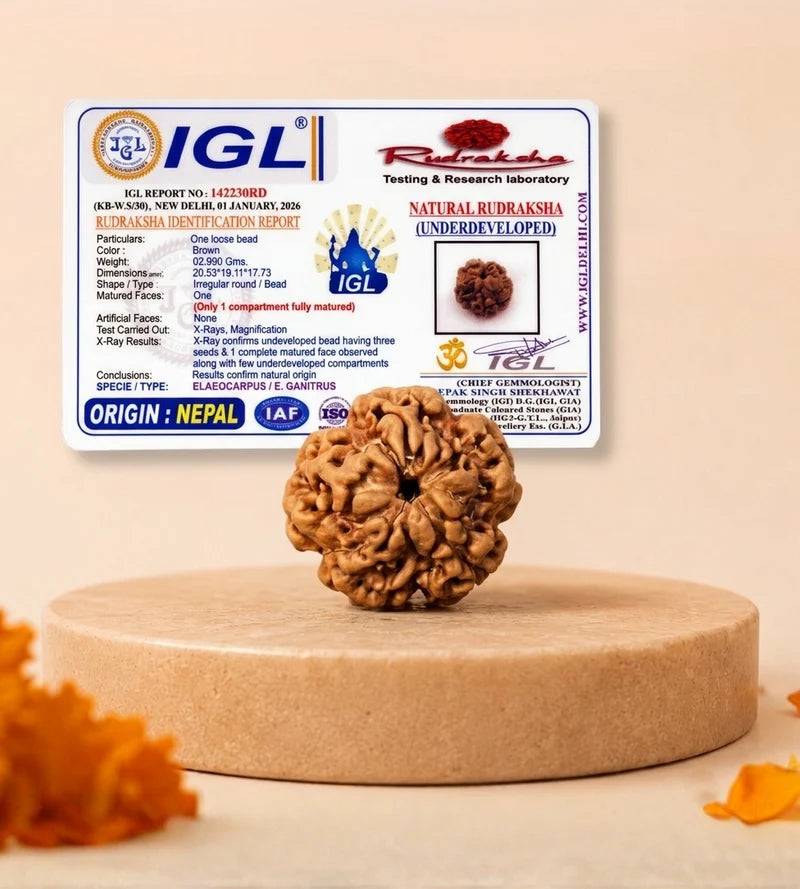 Buy Nepal 1 Mukhi Rudraksha Online – Original & Lab Certified | RudraGram