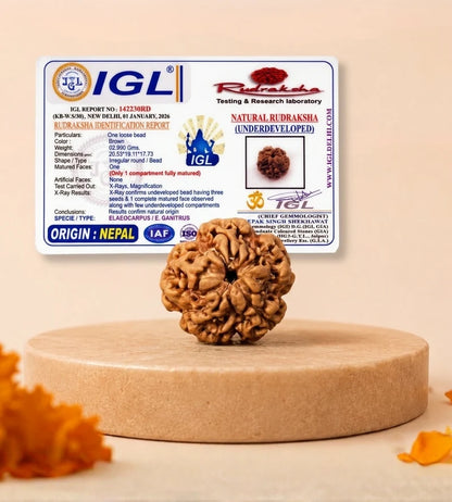 Nepal Origin 1 Mukhi Rudraksha – 100% Natural & Certified