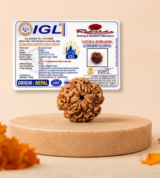Nepal Origin 1 Mukhi Rudraksha – 100% Natural & Certified